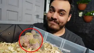 سحبت الفروخ الصغيره لببغاء الروز (البرونز فالو)