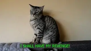 My cat's reaction to the Flea Medicine