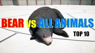 Far Cry 5 Arcade - Animal Fight (Top 10) Bear vs All Animals Battles