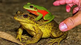 Catch frog jumping for fun!! 🐸😁 Frog Funny Moment 