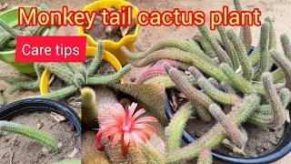 Monkey tail cactus plant | foxtail cactus plant complete care