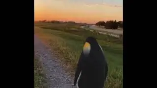 penguin staring at sunset meme Luke Skywalker theme