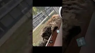 floof all around #cute #funnycats #cutecats #floofy
