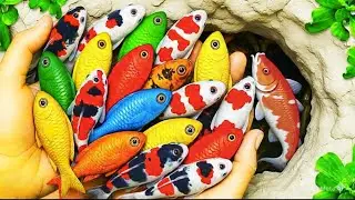 Catch beautiful aquarium fish in small pond baby turtles, eel, frog, pencil fish, crab, nemo fish.