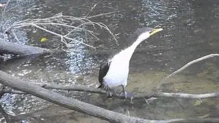 Little Cormorant 2011/06/13