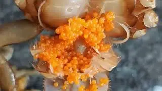 Night Crab Catching 🦀🦀| Indian tribal village life | crab recipe