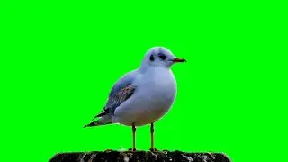 Beautiful Green Screen Bird Footage HD || No Copyright