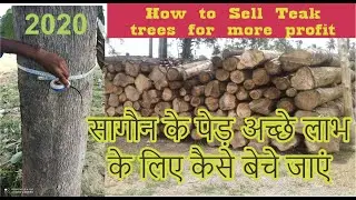 HOW TO SELL TEAK TREES FOR BEST PROFIT IN HINDI VOICE