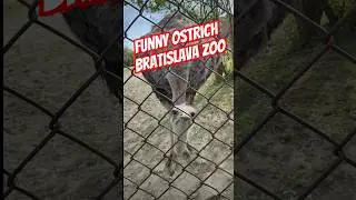 Funny Ostrich | Struthio camelus - Common ostrich - P&scaron;tros Africk&yacute; - Bratislava ZOO