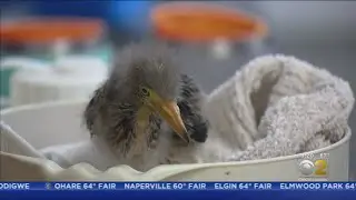 Willowbrook Wildlife Center Overcrowded As Veterinarians See Surge In Injured Animals
