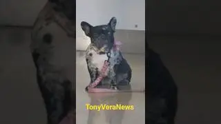 Dog Lover at LAX airport