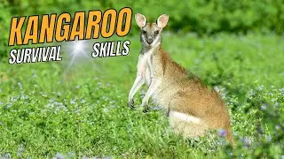 Kangaroo Survival Skills: How They Thrive in the Wild