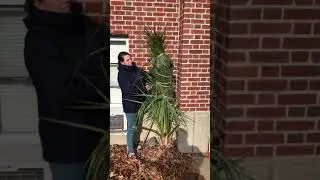 Winter wrapping Sabal pametto Bridgeport CT zone 7a winter 2018