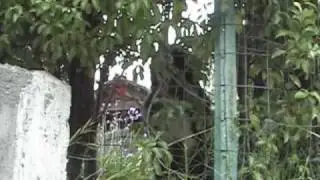 Nuisance barking dog #231