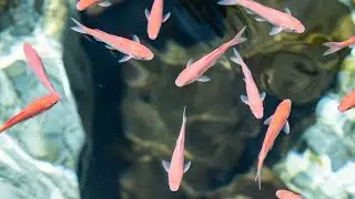 The Shining Silver Fish of the DeepSilver Fish That Looks Like Liquid MetalA Rare Silver Fish Caught