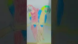 mecew parrot colour drawing #musician ✨️