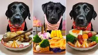 Black Labrador Food Challenge | Battle of the Big Eaters!