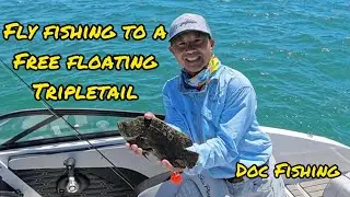 Fly fishing to a free floating tripletail!