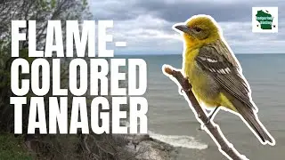 Flame-Colored Tanager: The Holy Grail of Midwest Birding?