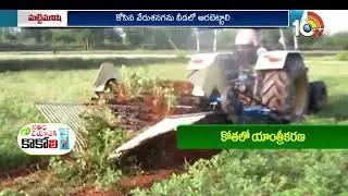 వేరుశనగ కోతలో తీసుకోవాల్సిన జాగ్రత్తలు | Groundnut Harvesting Tips | 10TV News