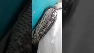 monstro dos Lagos