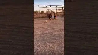 Tiny Dog Charges Lions &mdash; They PANIC 😭🦁🐕 #Wildlife #Unreal