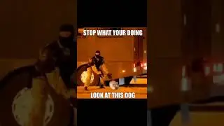 stop what your doing and watch some memes on discord