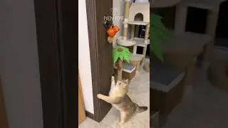 Interactive Hanging Squirrel Cat Toy 🐿️ | Endless Fun & Exercise for Your Kitty!#catsshorts #paws