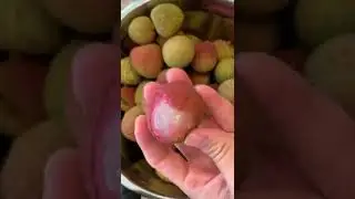 LYCHEE Super JUICY & SWEET Fruit 荔枝 | Queen of Fruits