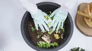 Onion Peels : The Secret to Blooming Plants !