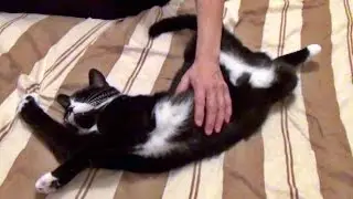 At Home With The KitsCats
