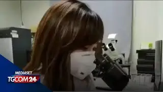 Coronavirus dai pipistrelli, una Tv coreana: 