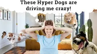 Calm A Hyper/Excited Dog | How To Lower High Energy In 5 Steps