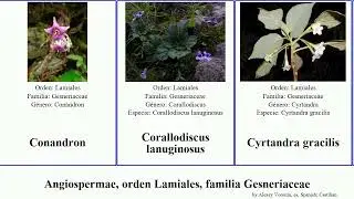 Angiospermae, orden Lamiales, familia Gesneriaceae achimenes streptocarpus platypus planta erecta