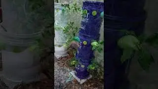 Tomato Tower DIY Hydroponics