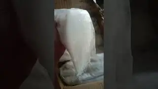 Cumi tube 4 import