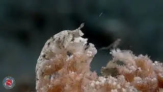 Critters of Anilao, Philippines 2024!