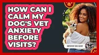How Can I Calm My Dog's Vet Anxiety Before Visits? - Obedient Dog Guide