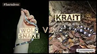 WOLF SNAKE..OR..KRAIT??? (2/3)