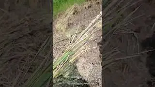 Panen padi DS.Sukarendah #sawah #popt #hamatanaman #oryzastory #petanimuda