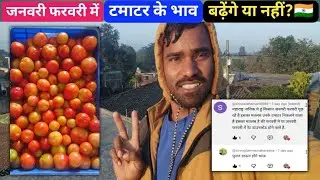 Tomato Price Forecast January&ndash;February 2026 | Rates to Stay High Till 15 January | Farmer Analysis