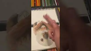 Drawing a realism drawing of a sloth
