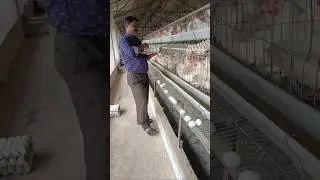 #layer poultry farming #businessideas #newviralshorts