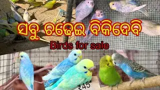 All birds will be sold 💯 Birds for sale in odisha and Home delivery available 💯💪