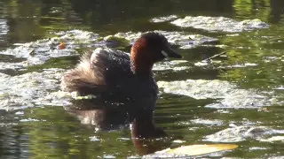 Little Grebe Diving Close To Shore