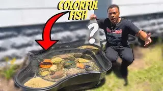 STOCKING my *NEW* Mini POND with Colorful Fish!!!