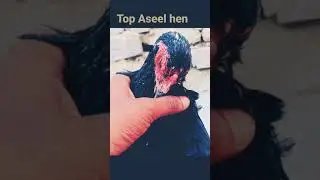 Topest Aseel Hen 🤩❤      #Aseel #AseelHen #AseelRoster #AseelPure