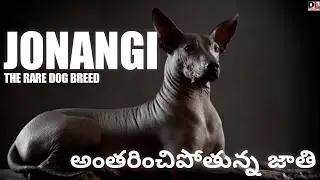 Jonangi the dog breed which is going to extinct |అంతరించిపోతున్న జాతి |Indian breed Dog