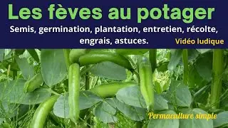 Les f&egrave;ves tout sur la culture facile au potager bio en permaculture