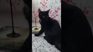 #art #fun #love #happy #cat #смешные #kitten #catlover #pets #puppies #щенок #животные #animals